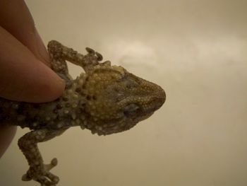 Media type: image;   Herpetology R-183771